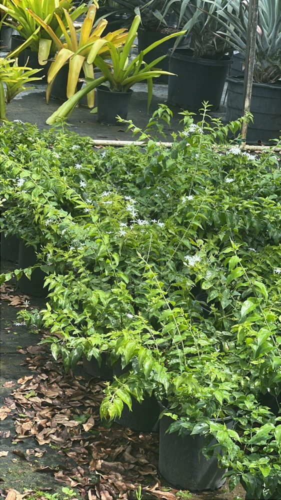 Star Jasmine Live Plant (Trachelospermum jasminoides) - Fragrant Evergreen Vine for Outdoor Gardens - Image 2