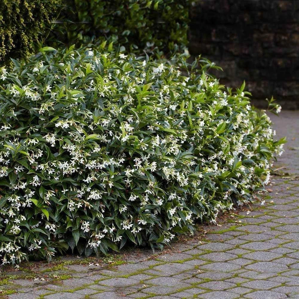 Star Jasmine Live Plant (Trachelospermum jasminoides) - Fragrant Evergreen Vine for Outdoor Gardens - Image 3