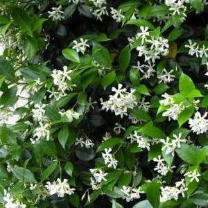 Star Jasmine Live Plant (Trachelospermum jasminoides) - Fragrant Evergreen Vine for Outdoor Gardens - Image 4