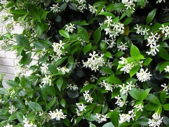Star Jasmine Live Plant (Trachelospermum jasminoides) - Fragrant Evergreen Vine for Outdoor Gardens - Image 4