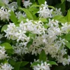 Star Jasmine Live Plant (Trachelospermum jasminoides) - Fragrant Evergreen Vine for Outdoor Gardens - Image 1