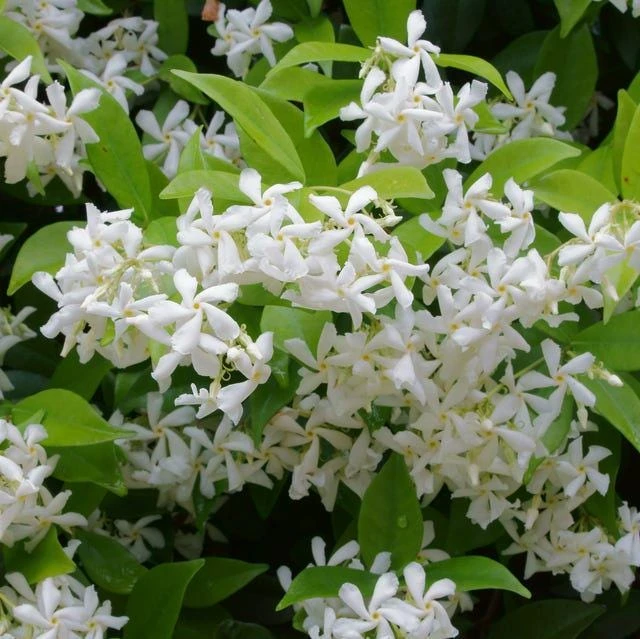 Star Jasmine Live Plant (Trachelospermum jasminoides) - Fragrant Evergreen Vine for Outdoor Gardens - Image 1