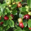 Strawberry Guava Live Fruit Tree - Psidium cattleyanum - 1ft to 2ft Tall - Image 1