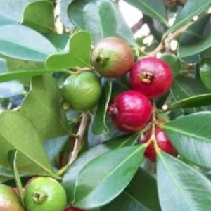Strawberry Guava Live Fruit Tree - Psidium cattleyanum - 1ft to 2ft Tall - Image 2