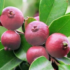Strawberry Guava Live Fruit Tree - Psidium cattleyanum - 1ft to 2ft Tall - Image 3