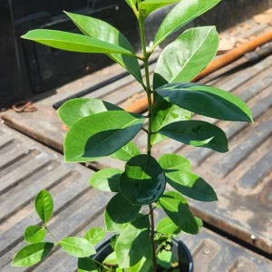 Strawberry Guava Live Fruit Tree - Psidium cattleyanum - 1ft to 2ft Tall - Image 4