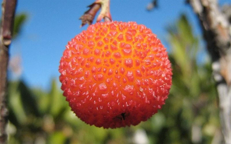 Strawberry Tree Live Plant - Arbutus unedo - 4ft Tall Fruit Tree - Outdoor Evergreen - Image 3