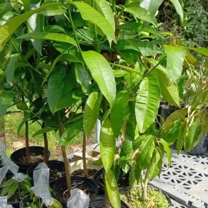 Strawberry Tree Live Plant - Arbutus unedo - 4ft Tall Fruit Tree - Outdoor Evergreen - Image 1