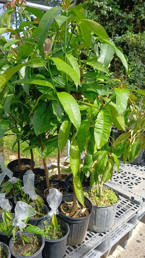 Strawberry Tree Live Plant - Arbutus unedo - 4ft Tall Fruit Tree - Outdoor Evergreen - Image 1