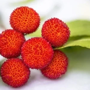 Strawberry Tree Live Plant - Arbutus unedo - 4ft Tall Fruit Tree - Outdoor Evergreen - Image 5
