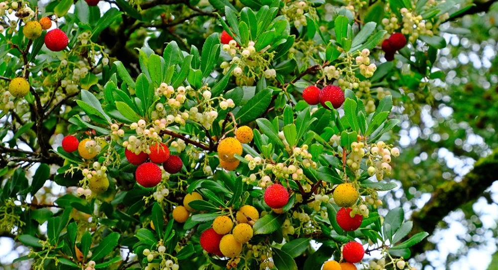 Strawberry Tree Live Plant - Arbutus unedo - 4ft Tall Fruit Tree - Outdoor Evergreen - Image 6