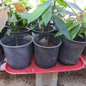 Strawberry Tree Live Plant - Arbutus Unedo Fruit Tree 10-24 Inches Tall - Image 2