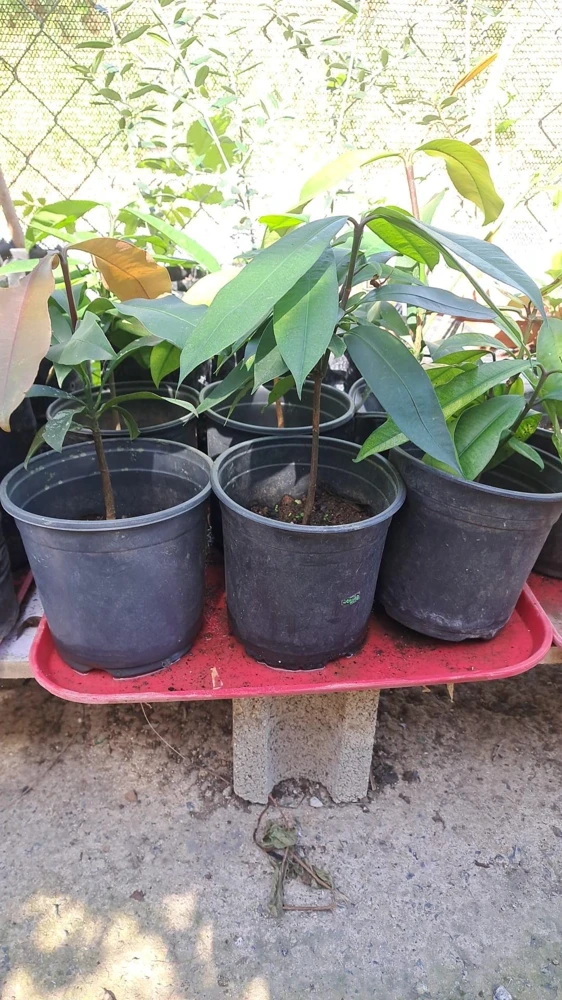 Strawberry Tree Live Plant - Arbutus Unedo Fruit Tree 10-24 Inches Tall - Image 2