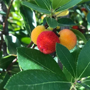 Strawberry Tree Live Plant - Arbutus Unedo Fruit Tree 10-24 Inches Tall - Image 3