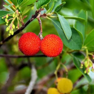 Strawberry Tree Live Plant - Arbutus Unedo Fruit Tree 10-24 Inches Tall - Image 4