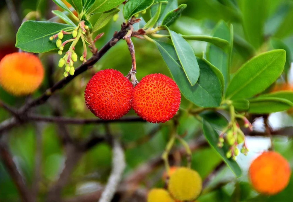 Strawberry Tree Live Plant - Arbutus Unedo Fruit Tree 10-24 Inches Tall - Image 4