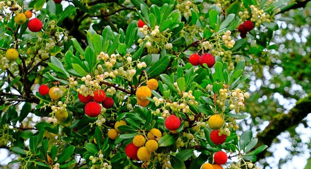 Strawberry Tree Live Plant - Arbutus Unedo Fruit Tree 10-24 Inches Tall - Image 5