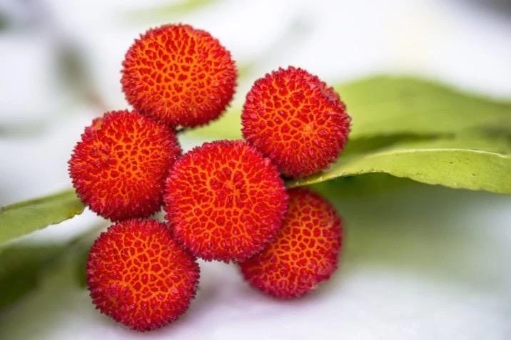Strawberry Tree Live Plant - Arbutus Unedo Fruit Tree 10-24 Inches Tall - Image 6