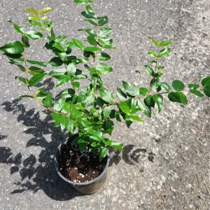 Surinam Cherry Live Plant - Flowering Pitanga Tree (Eugenia uniflora) 2-3ft Tall - Image 1