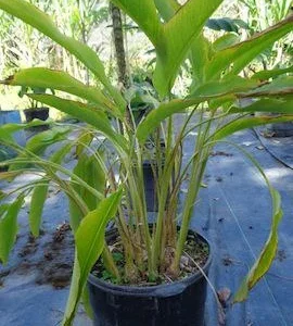 Sweet Corn Root Live Plant – Lerenes (Calathea macrosepala) – Edible Starch Rhizomes - Image 2
