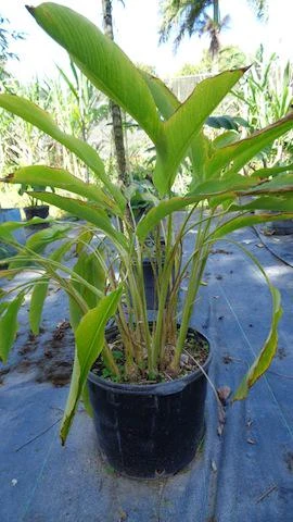 Sweet Corn Root Live Plant – Lerenes (Calathea macrosepala) – Edible Starch Rhizomes - Image 2