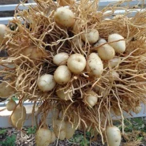 Sweet Corn Root Live Plant – Lerenes (Calathea macrosepala) – Edible Starch Rhizomes - Image 4