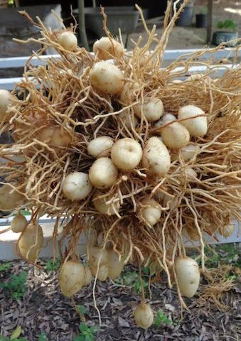 Sweet Corn Root Live Plant – Lerenes (Calathea macrosepala) – Edible Starch Rhizomes - Image 4