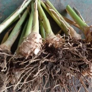 Sweet Corn Root Live Plant – Lerenes (Calathea macrosepala) – Edible Starch Rhizomes - Image 5