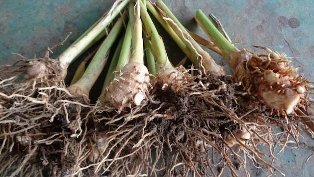 Sweet Corn Root Live Plant – Lerenes (Calathea macrosepala) – Edible Starch Rhizomes - Image 5