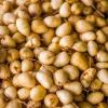 Sweet Corn Root Live Plant – Lerenes (Calathea macrosepala) – Edible Starch Rhizomes - Image 1