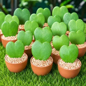 Sweetheart Hoya Live Plant – Heart Leaf Succulent – 4-8 Inch Tall – Indoor - Image 3