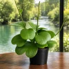 Sweetheart Hoya Live Plant – Heart Leaf Succulent – 4-8 Inch Tall – Indoor - Image 1