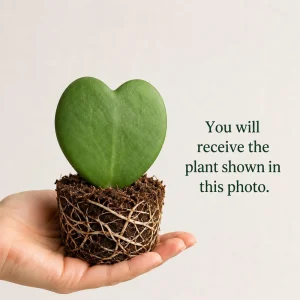Sweetheart Hoya Live Plants, Heart Leaf Succulent, Set of 2, 4-8 Inch Tall - Image 4