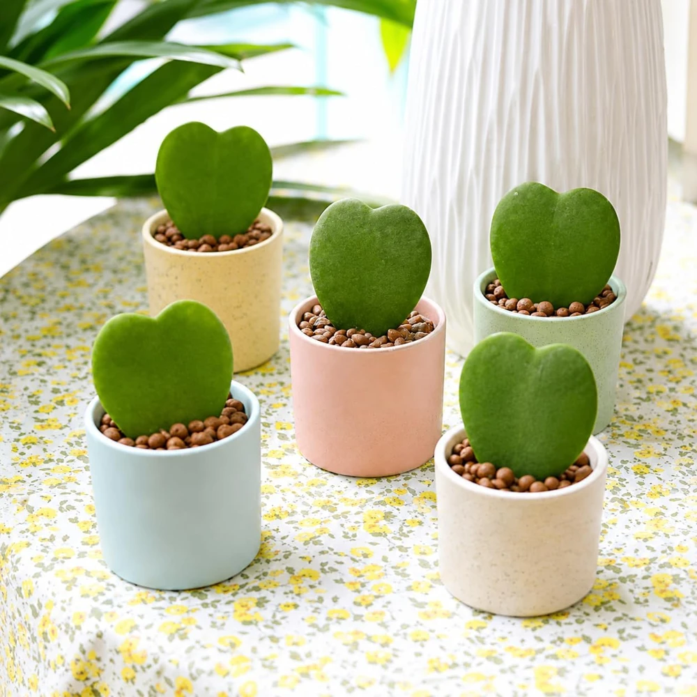 Sweetheart Hoya Live Plants, Heart Leaf Succulent, Set of 2, 4-8 Inch Tall - Image 5