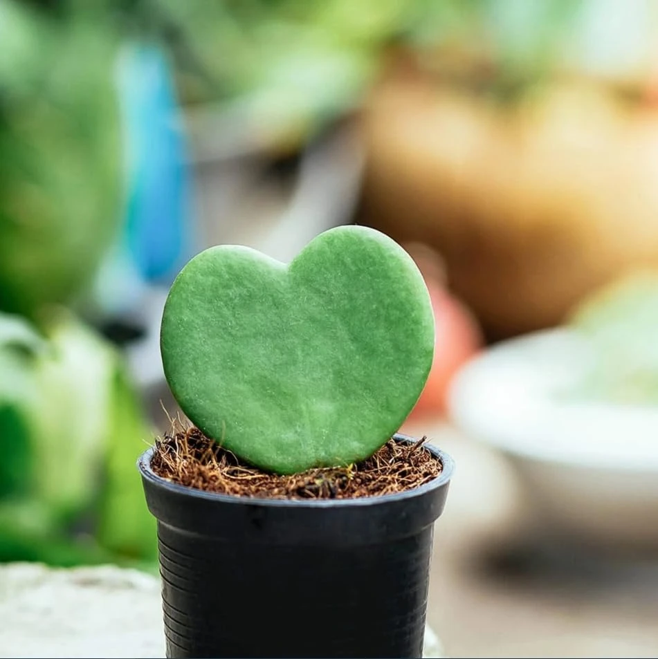 Sweetheart Hoya Live Plants, Heart Leaf Succulent, Set of 2, 4-8 Inch Tall - Image 7