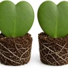 Sweetheart Hoya Live Plants, Heart Leaf Succulent, Set of 2, 4-8 Inch Tall - Image 1