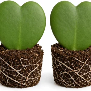 Sweetheart Hoya Live Plants, Heart Leaf Succulent, Set of 2, 4-8 Inch Tall - Image 1