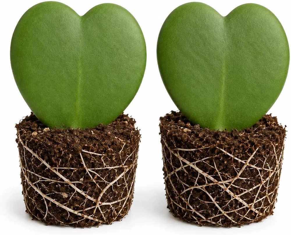 Sweetheart Hoya Live Plants, Heart Leaf Succulent, Set of 2, 4-8 Inch Tall - Image 1
