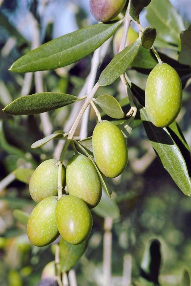 Tall Olive Tree Live Plant - Olea Europaea - 2ft Tropical Aceituna - Image 2