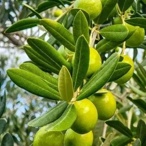 Tall Olive Tree Live Plant - Olea Europaea - 2ft Tropical Aceituna - Image 3