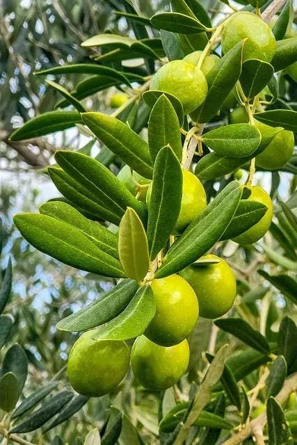 Tall Olive Tree Live Plant - Olea Europaea - 2ft Tropical Aceituna - Image 3