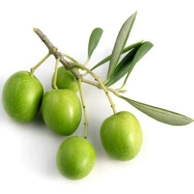 Tall Olive Tree Live Plant - Olea Europaea - 2ft Tropical Aceituna - Image 4