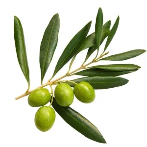 Tall Olive Tree Live Plant - Olea Europaea - 2ft Tropical Aceituna - Image 5