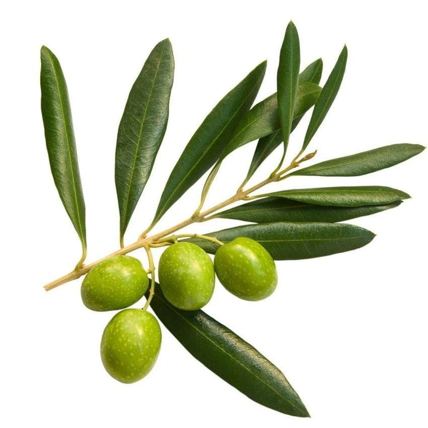 Tall Olive Tree Live Plant - Olea Europaea - 2ft Tropical Aceituna - Image 5