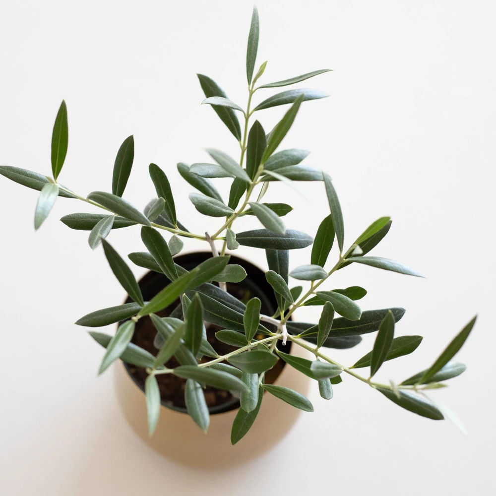 Tall Olive Tree Live Plant - Olea Europaea - 2ft Tropical Aceituna - Image 6