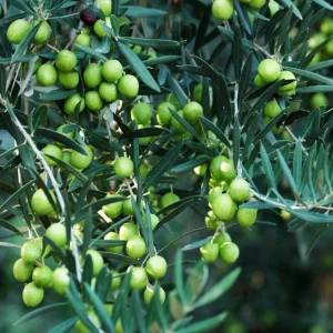 Tall Olive Tree Live Plant - Olea Europaea - 2ft Tropical Aceituna - Image 1