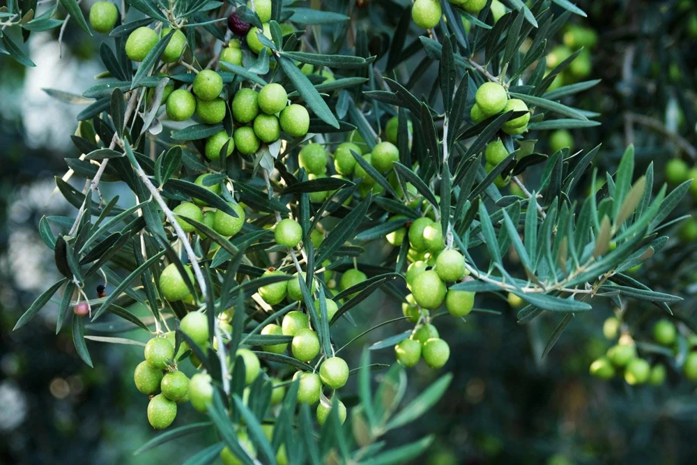 Tall Olive Tree Live Plant - Olea Europaea - 2ft Tropical Aceituna - Image 1