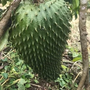 Tall Soursop Live Annona muricata Tree - Guanabana Plant 2 ft. - Image 2