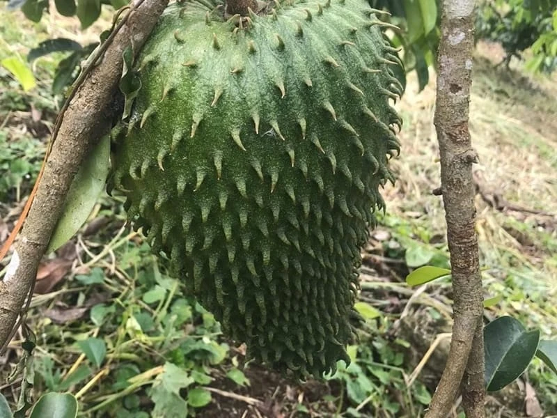 Tall Soursop Live Annona muricata Tree - Guanabana Plant 2 ft. - Image 2