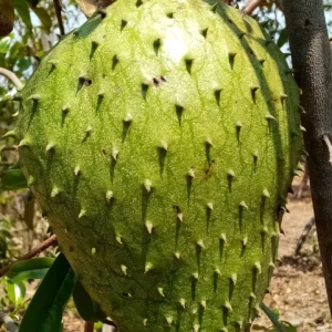 Tall Soursop Live Annona muricata Tree - Guanabana Plant 2 ft. - Image 3